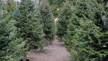 Pinestraw for BAM Another Pinestraw Lot in Flowery Branch, GA