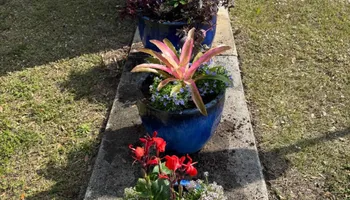 Stump Grinding for Rize N’ Grind  in Punta Gorda, FL