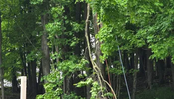 Tree Removal for Licensed to Cut in Athens, PA