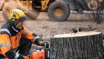 Stump Grinding for Busy Beaver Stump Removal, Inc in Clearwater, FL