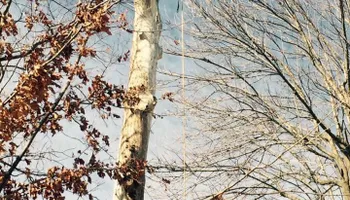 Tree Removal for Merriman's Tree Service in Nineveh,  IN