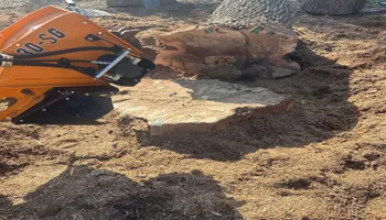 Tree Removal for Compas Cleanup in McCamey, TX