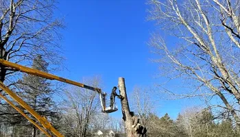 Tree Removal for Huntsville Tree Service in Huntsville, AL
