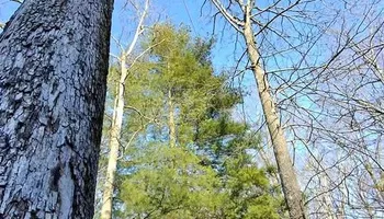 Tree Removal for Complete Care in Cumberland Gap, TN