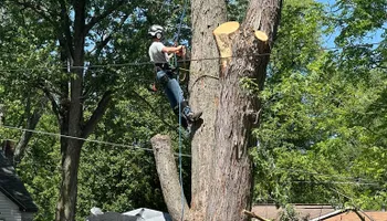 Tree Removal for Hunnicutt’s Tree Service L.L.C. in Monticello, IN