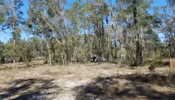 Tree Removal for Daniel Hickey’s Tree Service in DeLand, FL