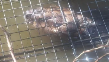 Raccoon Control for Magnolia Wildlife Solutions  in  Collierville, TN