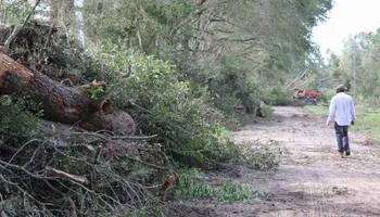 Tree Trimming for American Tree Masters in Alvin, TX