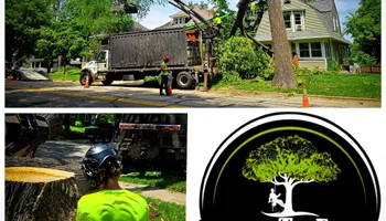 Tree Removal for Down To Earth Tree Service in Red Wing, MN
