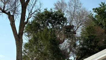 Tree Removal for Graham’s Tree Services in Pierce, CO