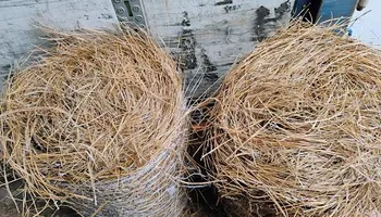 Pinestraw for BAM Another Pinestraw Lot in Flowery Branch, GA