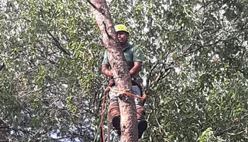 Tree Removal for Mario's Tree Service in Richmond, VA