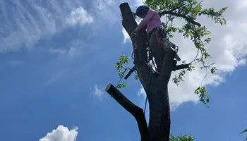 Tree Removal for Marvelous Marvin's Tree Care in Garland, TX