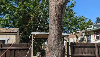Tree Removal for Houtz Tree Service in Lexington, KY