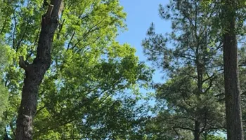 Tree Removal for Hickory Ridge Tree Service in Roxboro, NC