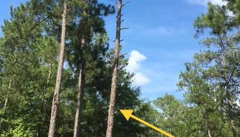 Tree Removal for Tucker's Tree Service and Stump Grinding in Lugoff, SC