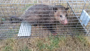 Armadillo Control for Toppers Wildlife Removal in Garland, TX