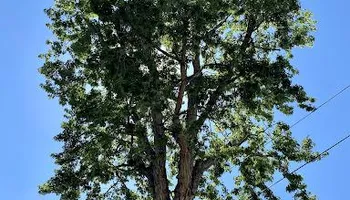 Tree Removal for Stump Removal & Daughter in Aurora, CO