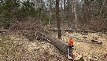 Tree Removal for Silver City Tree Service in Taunton, MA