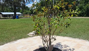 Landscape Design for Tezna Landscaping, Trees & Pavers in Valrico, FL