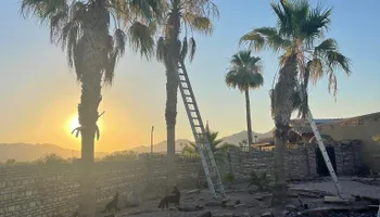 Fall and Spring Clean Up for Oliver L. Palm & Tree services in Yuma, AZ
