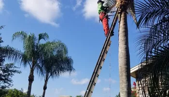 Landscape Design for Tezna Landscaping, Trees & Pavers in Valrico, FL
