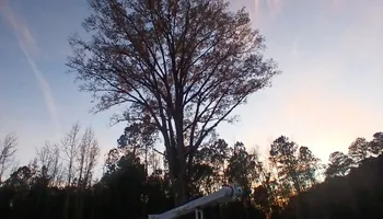 Tree Removal for Kingdom Riderz Hauling And Tree Service in Tar Heel, NC