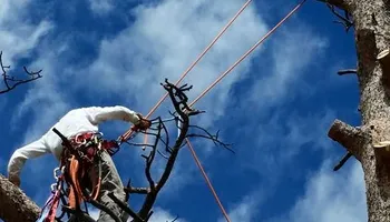 Tree Risk Consultation for Beetle Busters LLC in Centennial, CO