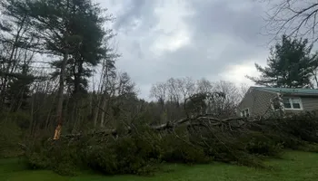 Tree Removal for Licensed to Cut Tree Service in Athens, PA