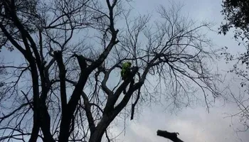 Tree Care for Buffalo Family Tree Care in Buffalo, MN