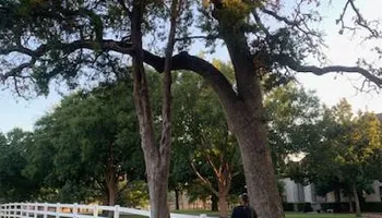 Tree Removal & Trimming for Teague Trees and Land Clearing in Rendon, TX