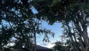 Tree Removal for Outdoor Solutions Of The Glades in Hendry County, FL