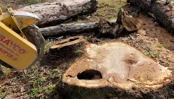 Tree Removal for Gray’s Tree Service Inc in Maurertown, VA
