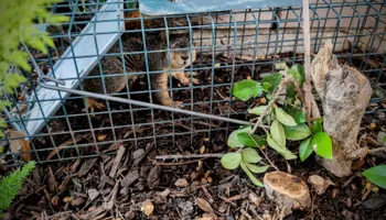Residential Wildlife Control for Topper's Wildlife Removal in Garland, TX