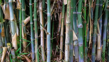 Stump Grinding for Busy Beaver Stump Removal, Inc in Clearwater, FL