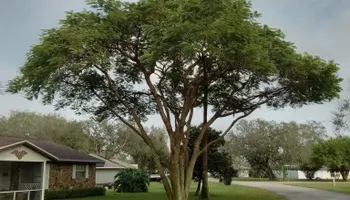 Tree Removal for Highlands Tree Service LLC in Avon Park, FL