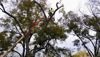Tree Removal & Trimming for Teague Trees and Land Clearing in Rendon, TX