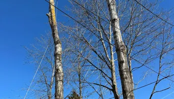 Tree Removal for Silver City Tree Service in Taunton, MA