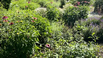 Erosion Control / Water Management for Christina King Landscape Design in West Raleigh, NC