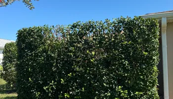 Mowing for Young's Lawn Services LLC in Ocala, FL