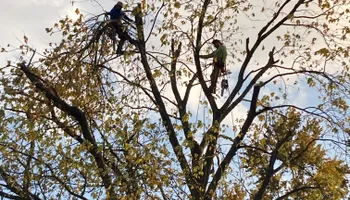 Tree Removal for Village Tree Service  in Whitestown, IN
