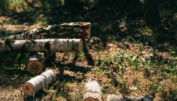 Tree Removal for Hawkins Tree Service & Land Management in Richmond Hill, GA