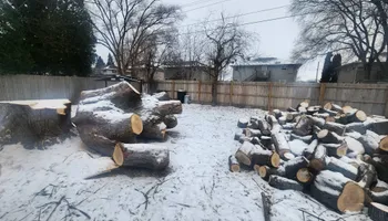 Tree Removal for Canopy Tree Service in Kenosha, WI