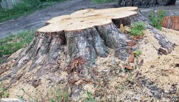 Tree Removal for Hunnicutt’s Tree Service L.L.C. in Monticello, IN