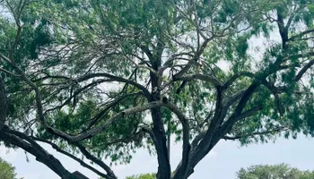 Tree Removal for Johnnys Pro Cutters in Corpus Christi, TX