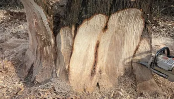 Stump Removal for J&K Stump Grinding in Detroit, MI