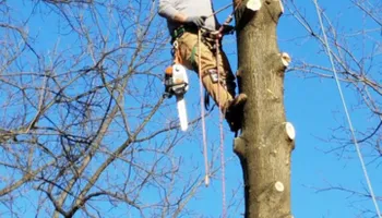 Tree Trimming & Removal for Freedom Outdoor Services in Glen Mills, PA
