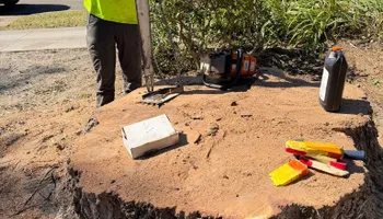 Tree Removal for Ryker's Tree Service in Dunedin, FL