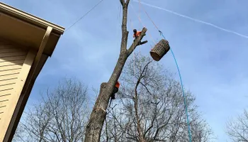 Tree Removal for Cross Family Tree Service in Kearney, MO
