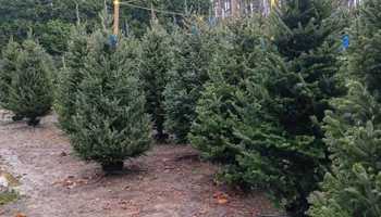 Pinestraw for BAM Another Pinestraw Lot in Flowery Branch, GA